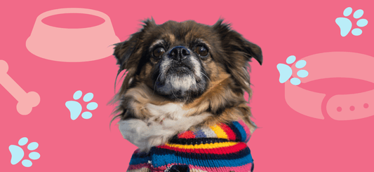Top 10 dog accessories business ideas - GB Labels